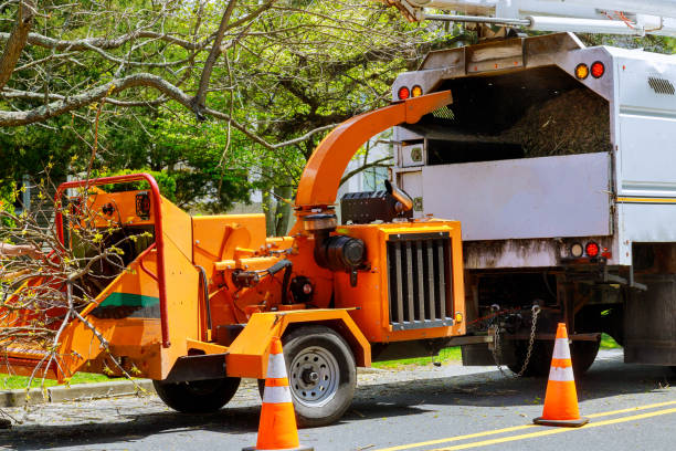 Professional Tree Service in Brittany Farms The Highlands, PA